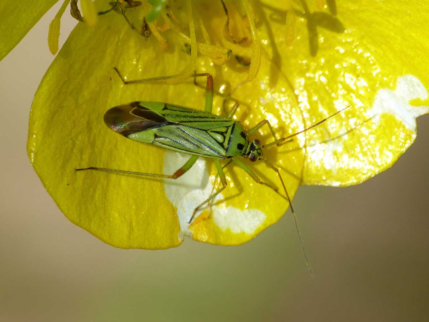 Miridae verde: Mermitelocerus schmidti